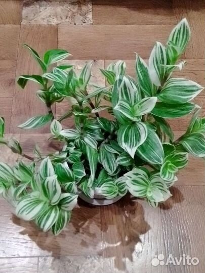 Комнатные растения цветы