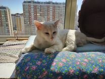 Турецкая ангора кот и кошка