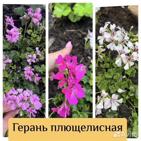 Пелларгония герань
