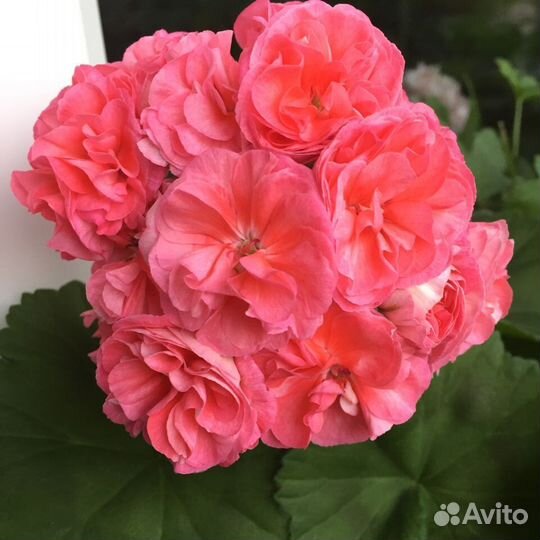 Пеларгония розебудная и стеллары укоренная и срезы