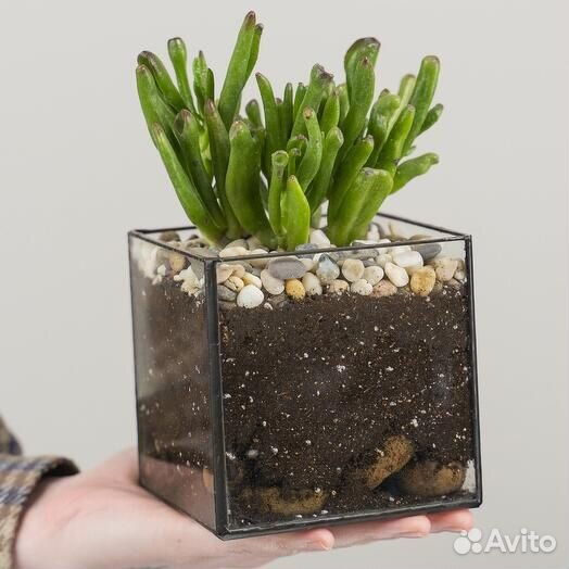 Грунт для кактусов и суккулентов