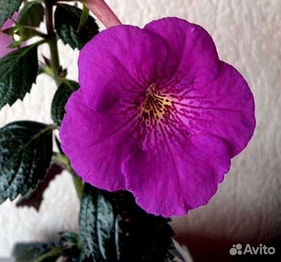 Ризомы ахименесов