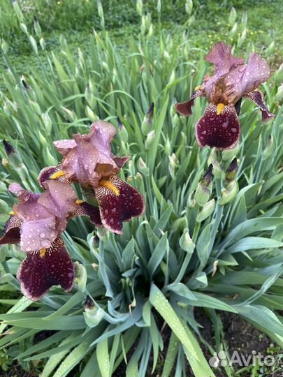 Ирис сортовой