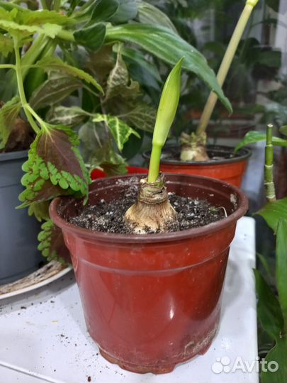 Гиппеаструм