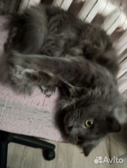 Отдам кота в добрые руки