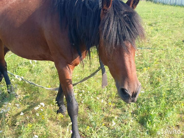 Продам обученную лошадь вместе с жеребенком