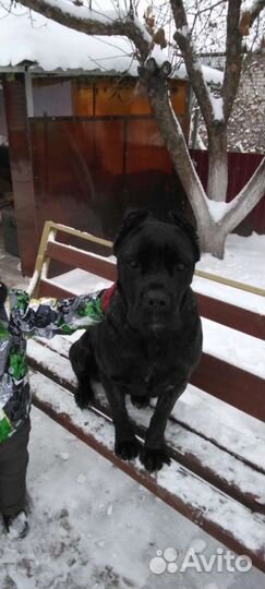 Кане Корсо вязка