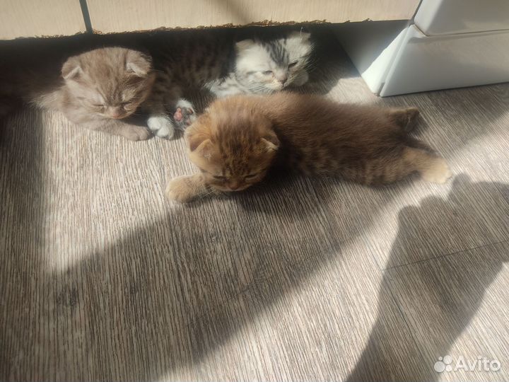 Вислоухие котята