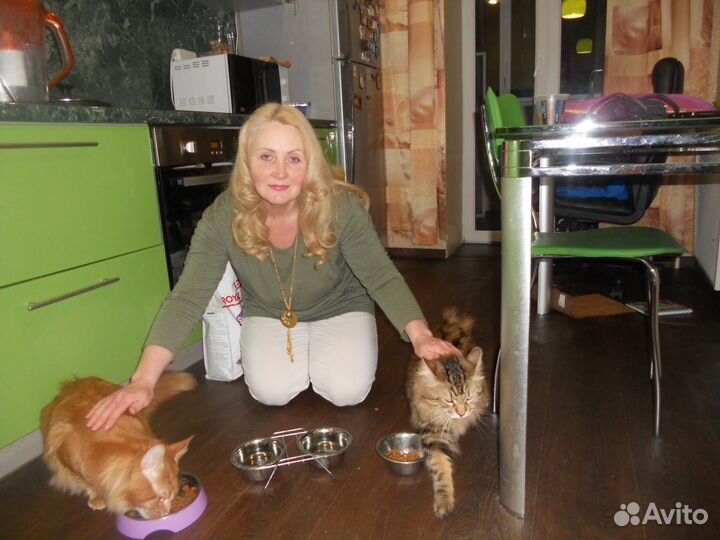 Котоняня. Уход за кошкой на время отпуска