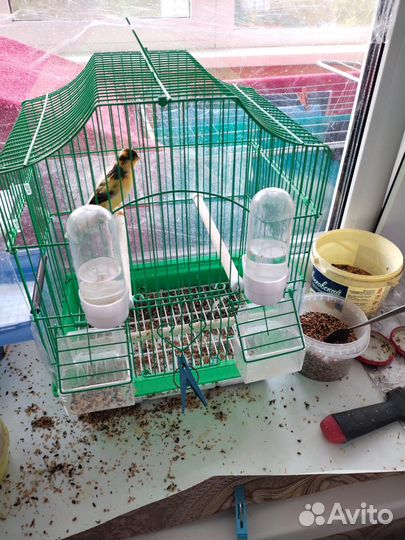 Кенары певчие