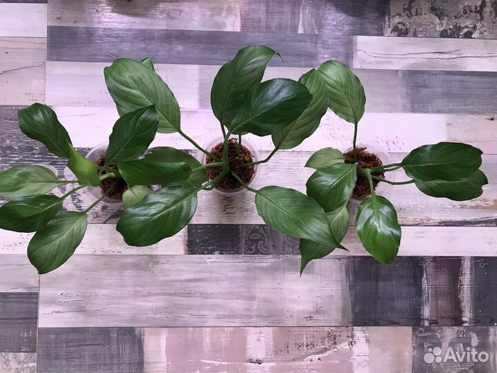 Спатифиллум Spilt milk круглый лист