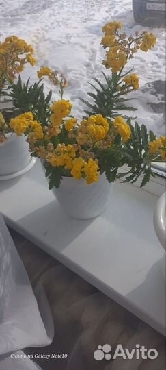 Каланхоэ цветущий
