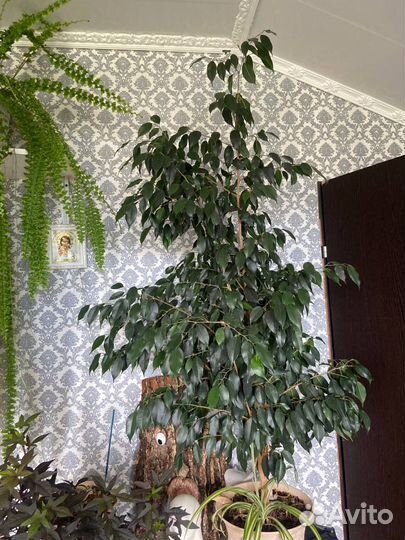 Нефролепис и фикус Бенджамина Даниэль