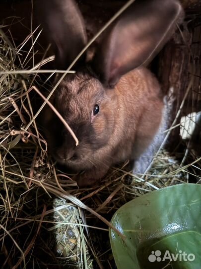 Кролики мясные