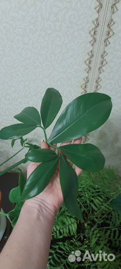 Комнатные цветы филодендрон