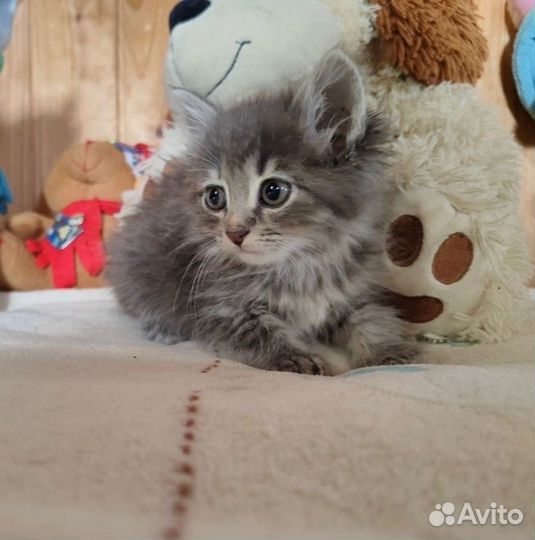 Котята бесплатно