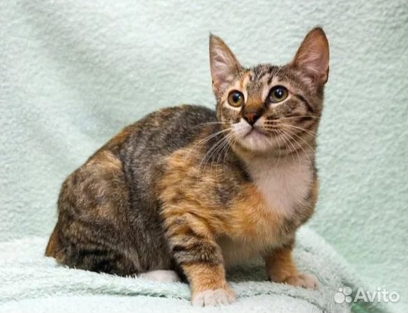 Трехцветный котенок в добрые руки