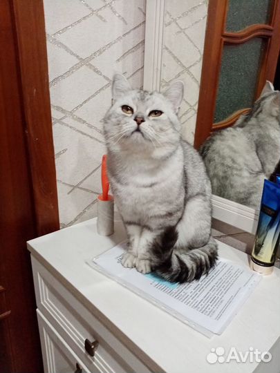 Вязка с котом