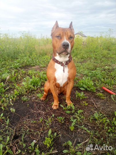 Стаффордширский терьер