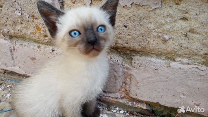 Котята 2 мес