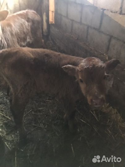 Телята бычки