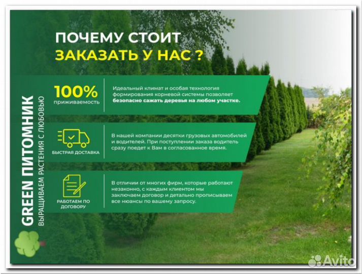 Туя западная Смарагд