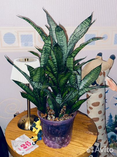 Сансевиерия Марга /sansevieria marga