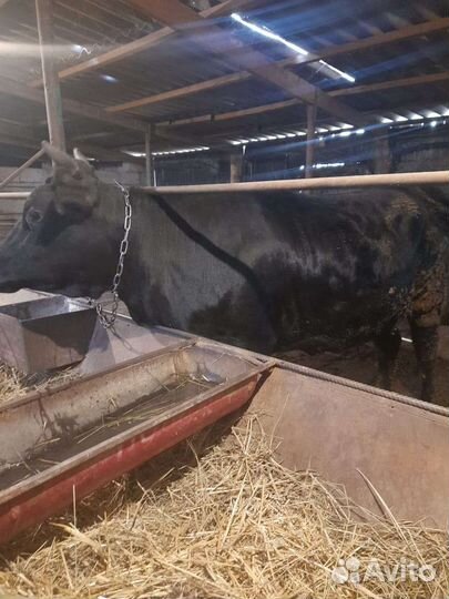 Бычки телки