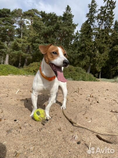 Вязка джек Рассел терьер