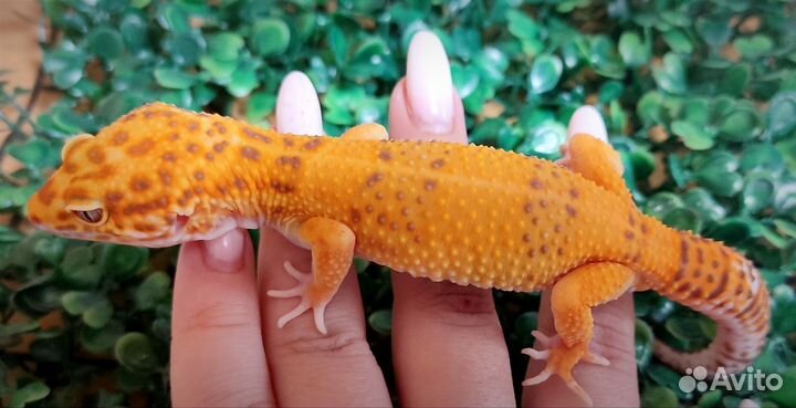 Леопардовый геккон эублефар