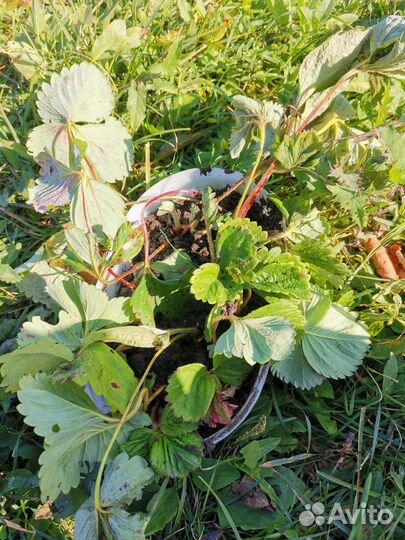 Саженцы виктории мурано