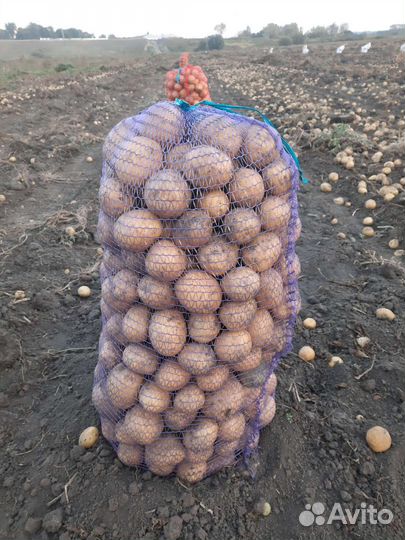 Продам картофель
