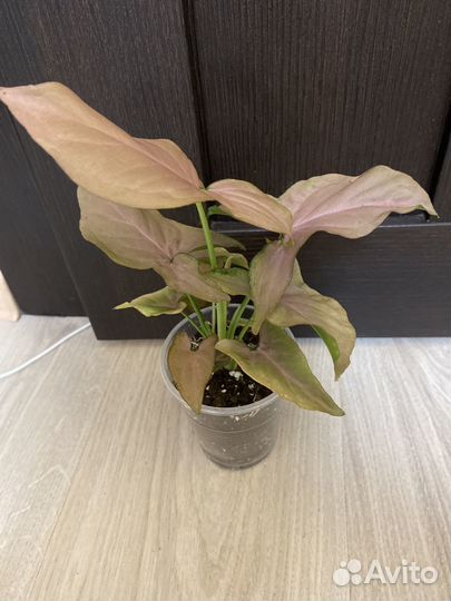 Сингониумы