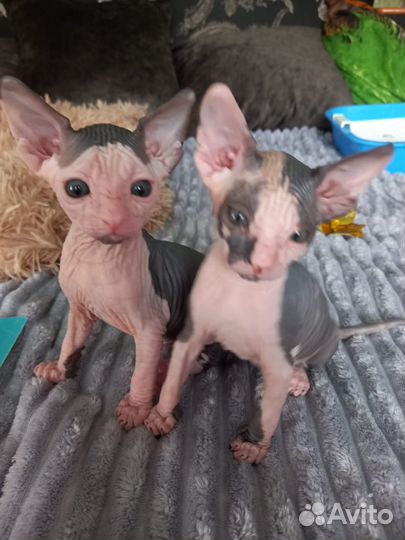 Продам кошечку Сфинкса 2.5 месяца