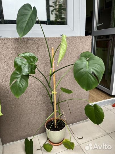 Монстера высота более 1 метра