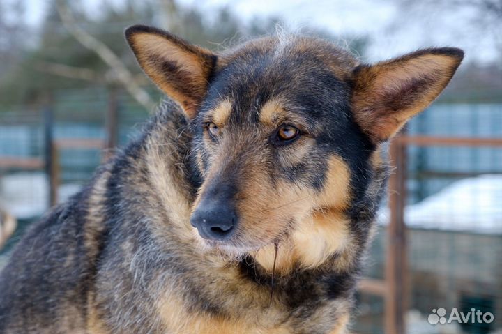 Отдам в добрые руки