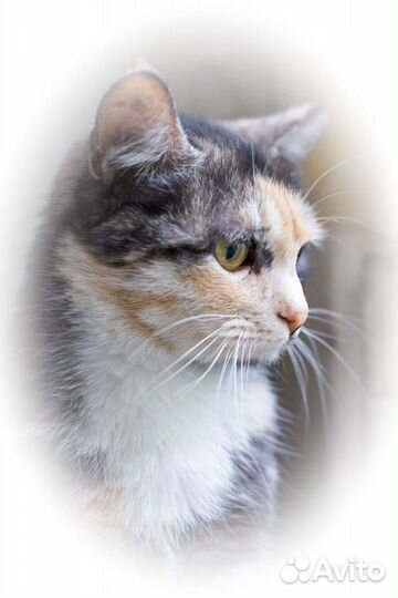 Кошка Муся в дар