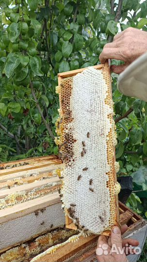 Улей с пчелами