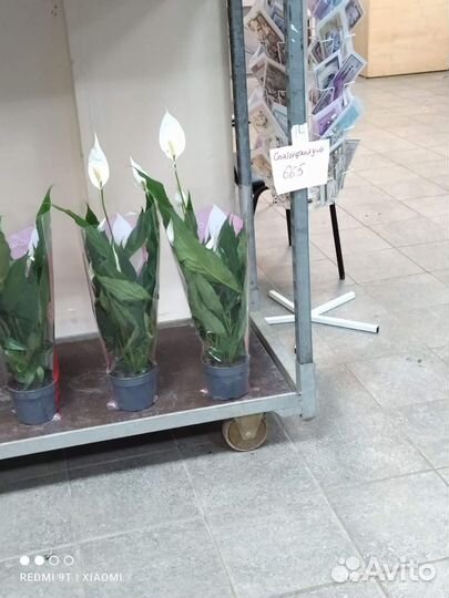 Спатифиллум