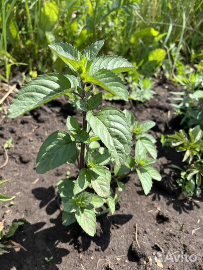 Мята шоколадная, смородиновая, тик так