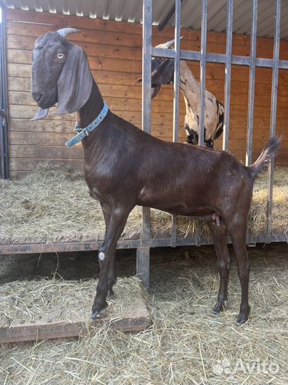 Коза Битал 100 %