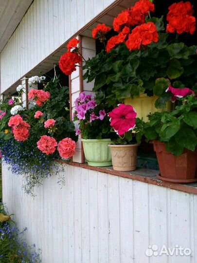 Пеларгония герань