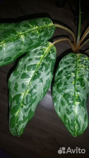 Аглаонема Пикок / Peacock / Павлин