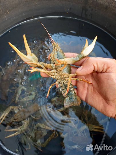 Волжские раки оптом и в розницу