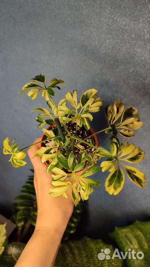 Шеффлера Жанин