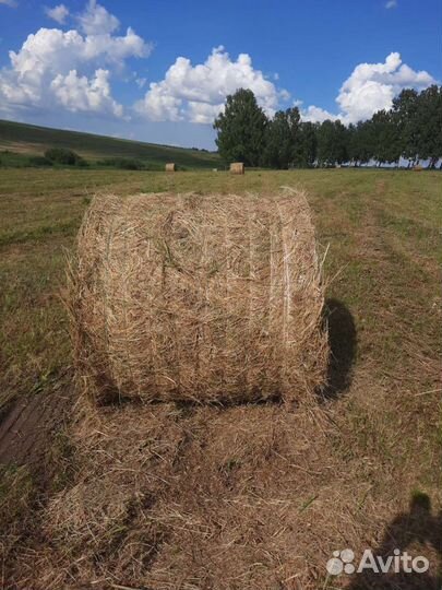 Сено в тюках