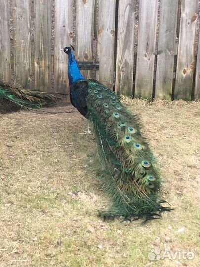 Продаю Павлинов