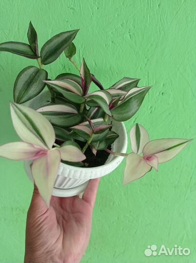 Традесканция, каллизия 35+ сортов и другие цветы