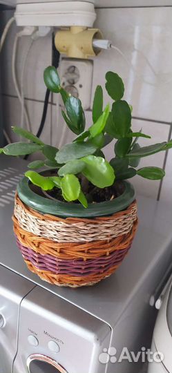 Рождествиник белый