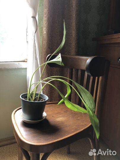 Комнатное растение обмен